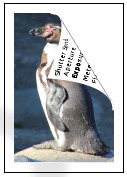 Photo of penguin with metadata on the back